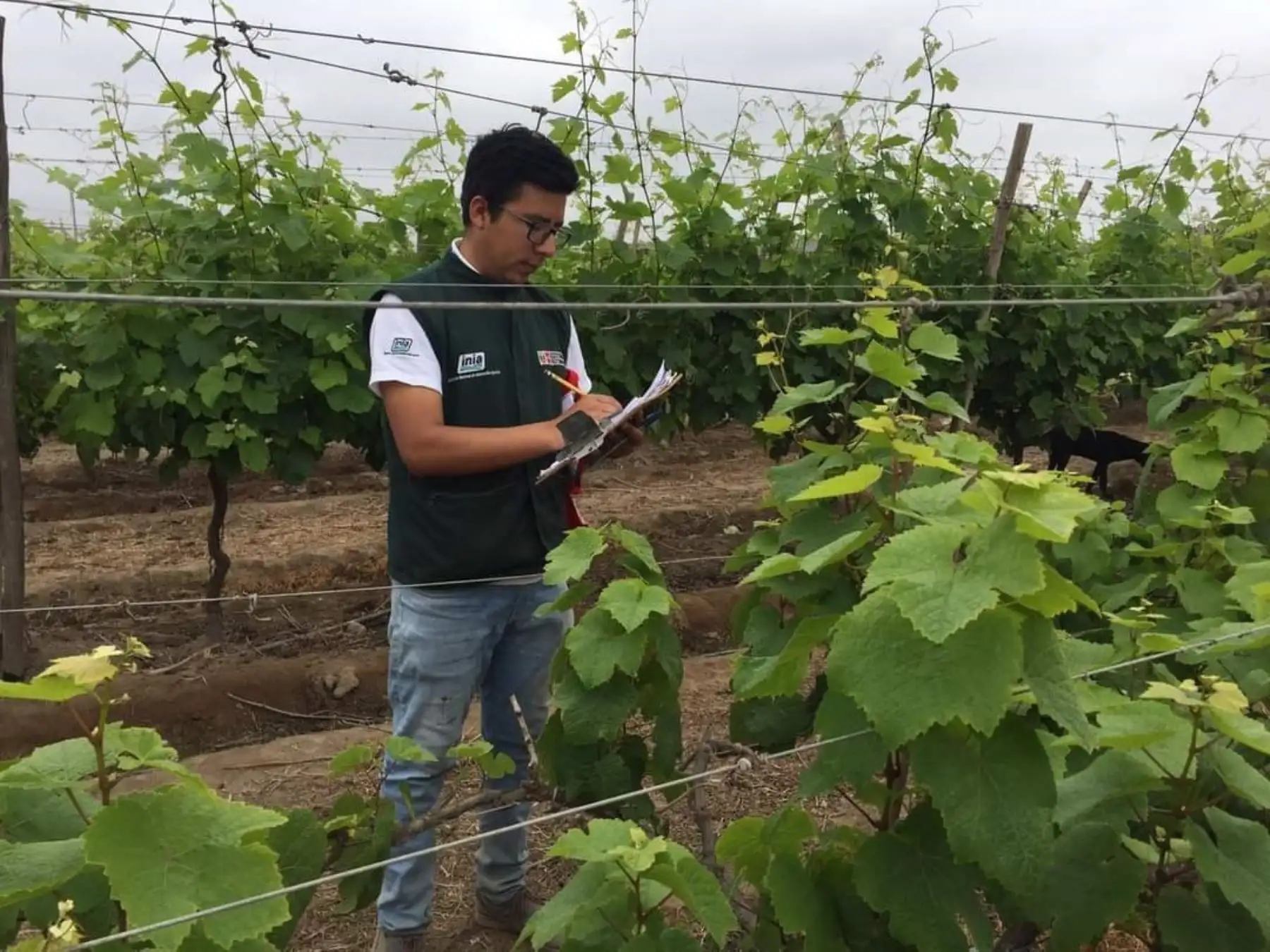 Con el análisis de la calidad genética de la vida en Chincha, científicos del INIA iniciaron un proyecto que tiene como objetivo desarrollar variedades de vid de alta calidad y resistentes a plagas. Foto: ANDINA/Difusión.
