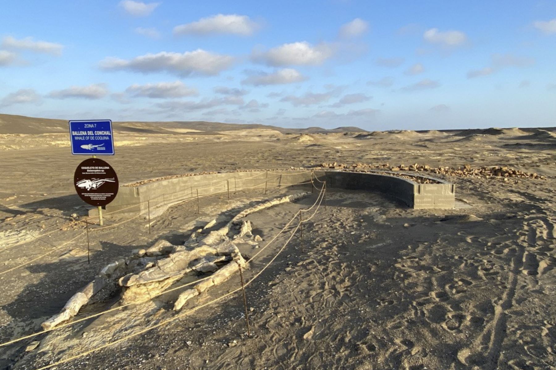 El Museo de Sitio Sacaco está ubicado a 546 kilómetros al sur de Lima, en el desierto del norte de Arequipa. Foto: ANDINA/Proyecto Las ballenas del desierto