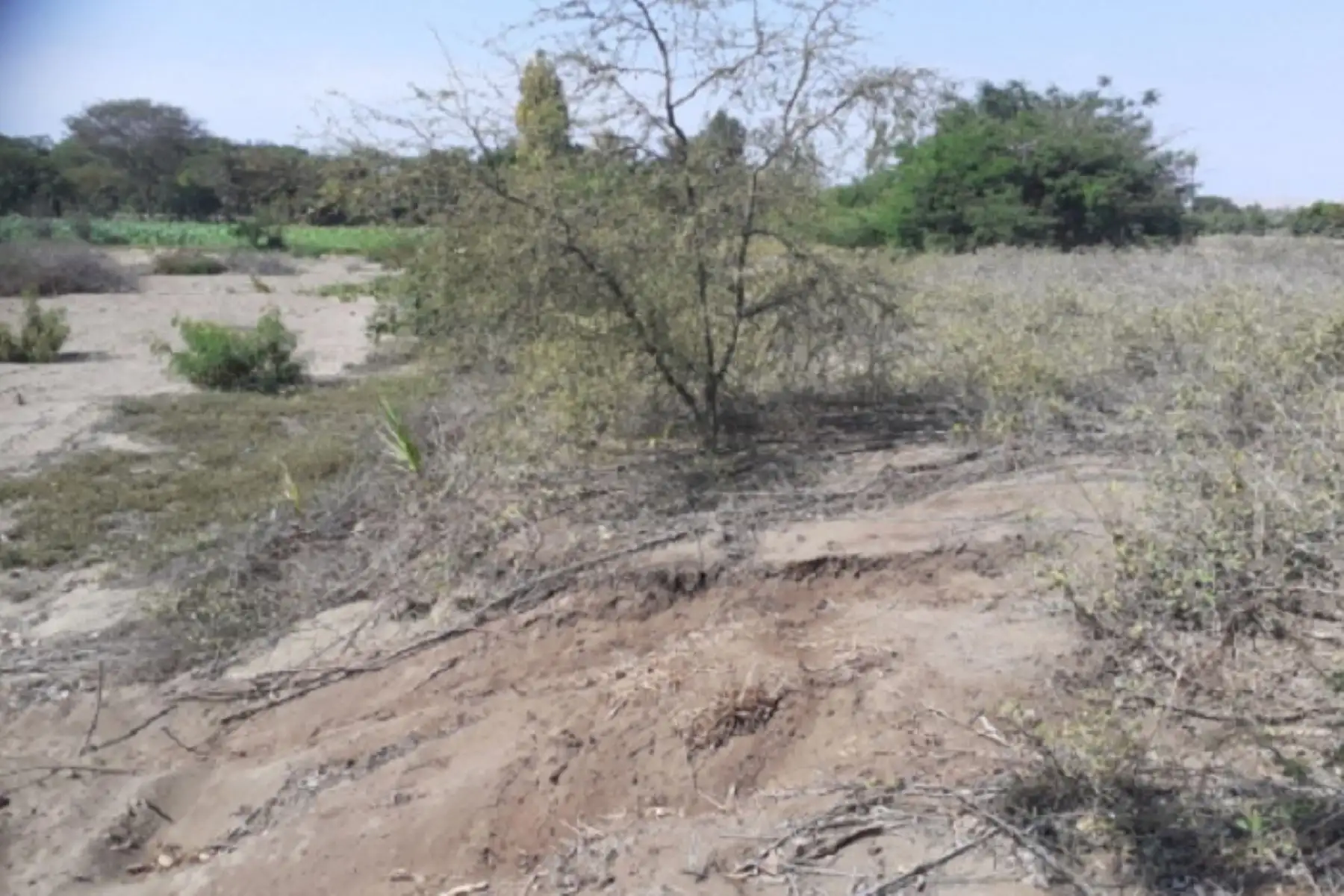 Huaca La Inmaculada está conformada por un extenso montículo prehispánico que habría cumplido funciones habitacionales y rituales asociados a la época Lambayeque (700 – 1350 d. C.).