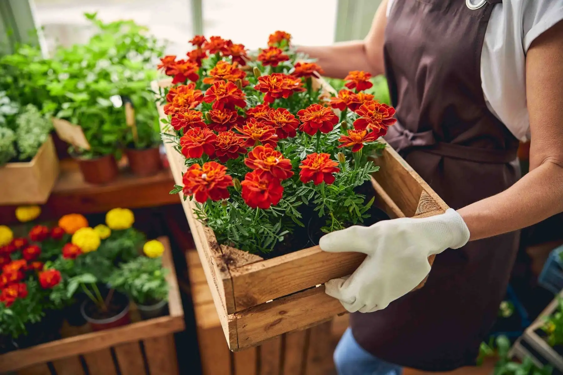 Producción de flores para comercializar. Foto: Cortesía.