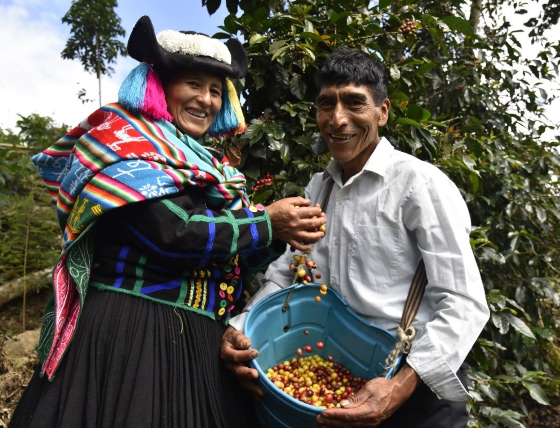 El café de la nubes es el novedoso producto que promoverán productores del distrito de Alto Inambari, en Puno.