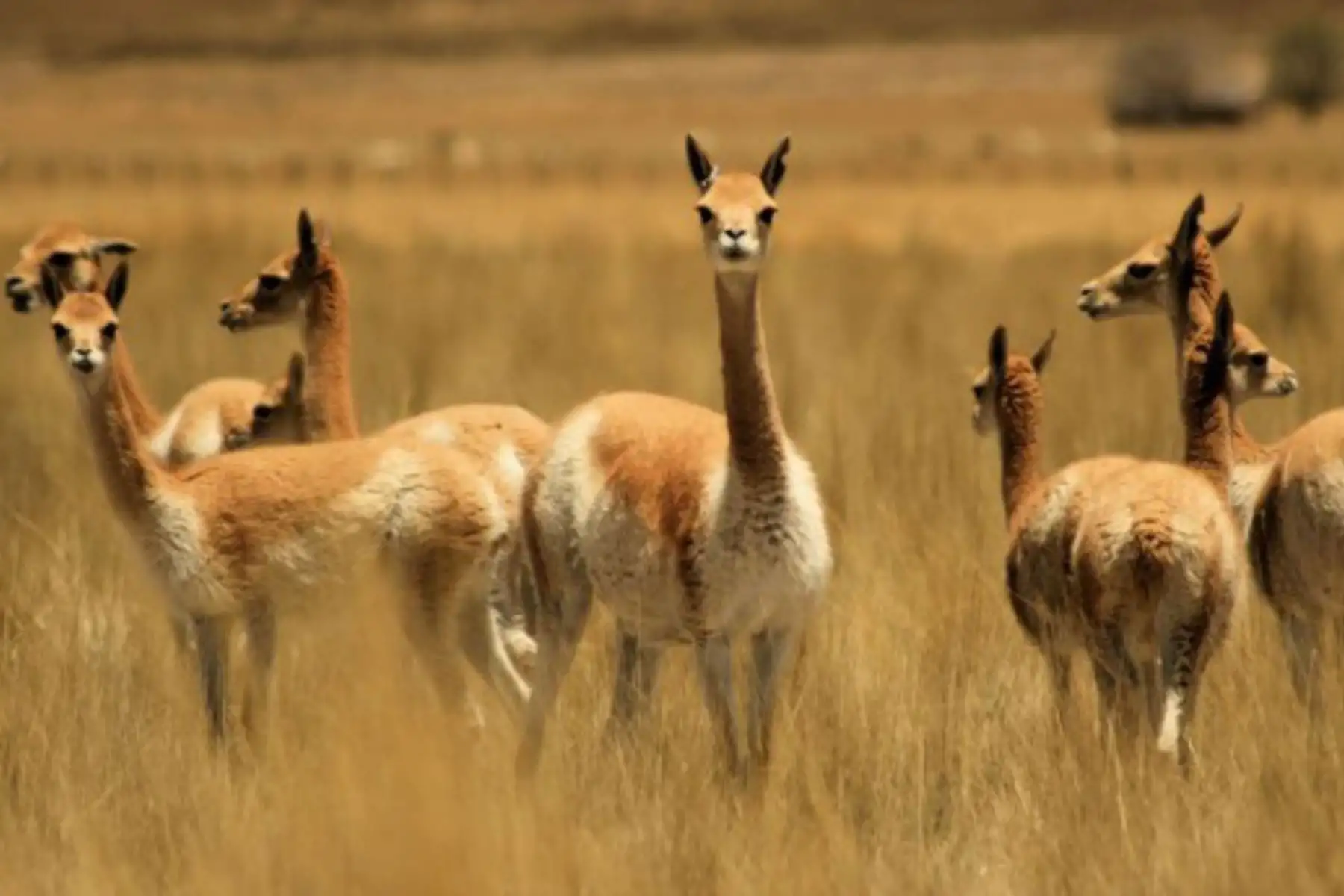 Autoridades, encabezadas por el Serfor, se unen para enfrentar la caza furtiva de vicuñas en Ayacucho. Foto: ANDINA/Difusión