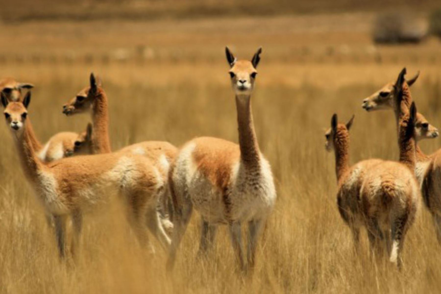 Especialistas analizarán la situación de especies amenazadas en Perú, como es el caso de la vicuña, que es víctima de la caza furtiva. Foto: ANDINA/difusión.