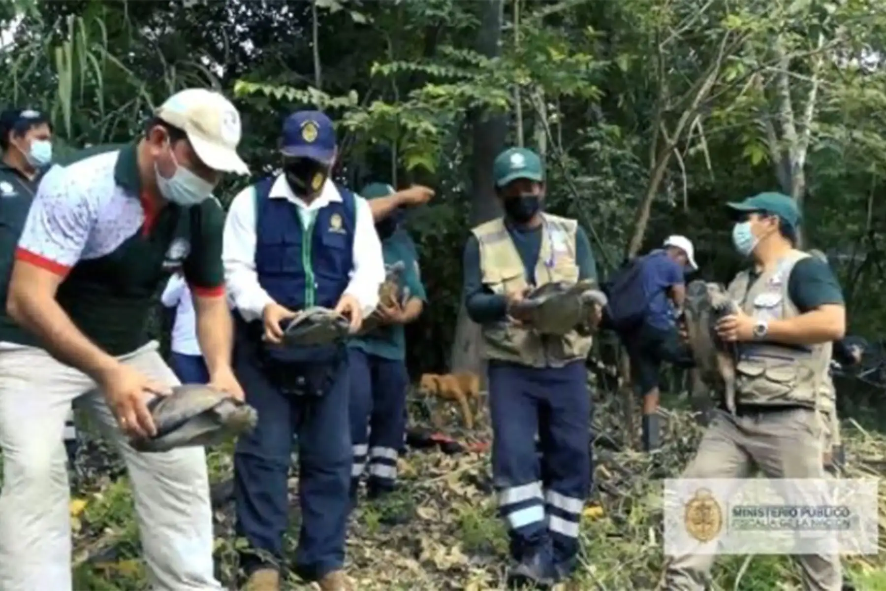 La Fiscalía Especializada en Materia Ambiental (FEMA) realizó, en lo que va del año, 240 operativos en los que rescató del tráfico ilegal de fauna silvestre a taricayas, osos perezosos, monos, loros, papagayos y hasta serpientes. Foto: ANDINA/Ministerio Público.