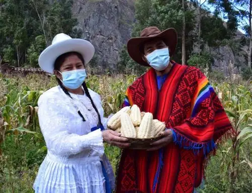 El maíz gigante de Cusco conquista el mercado de Japón con un primer cargamento de 183 toneladas.