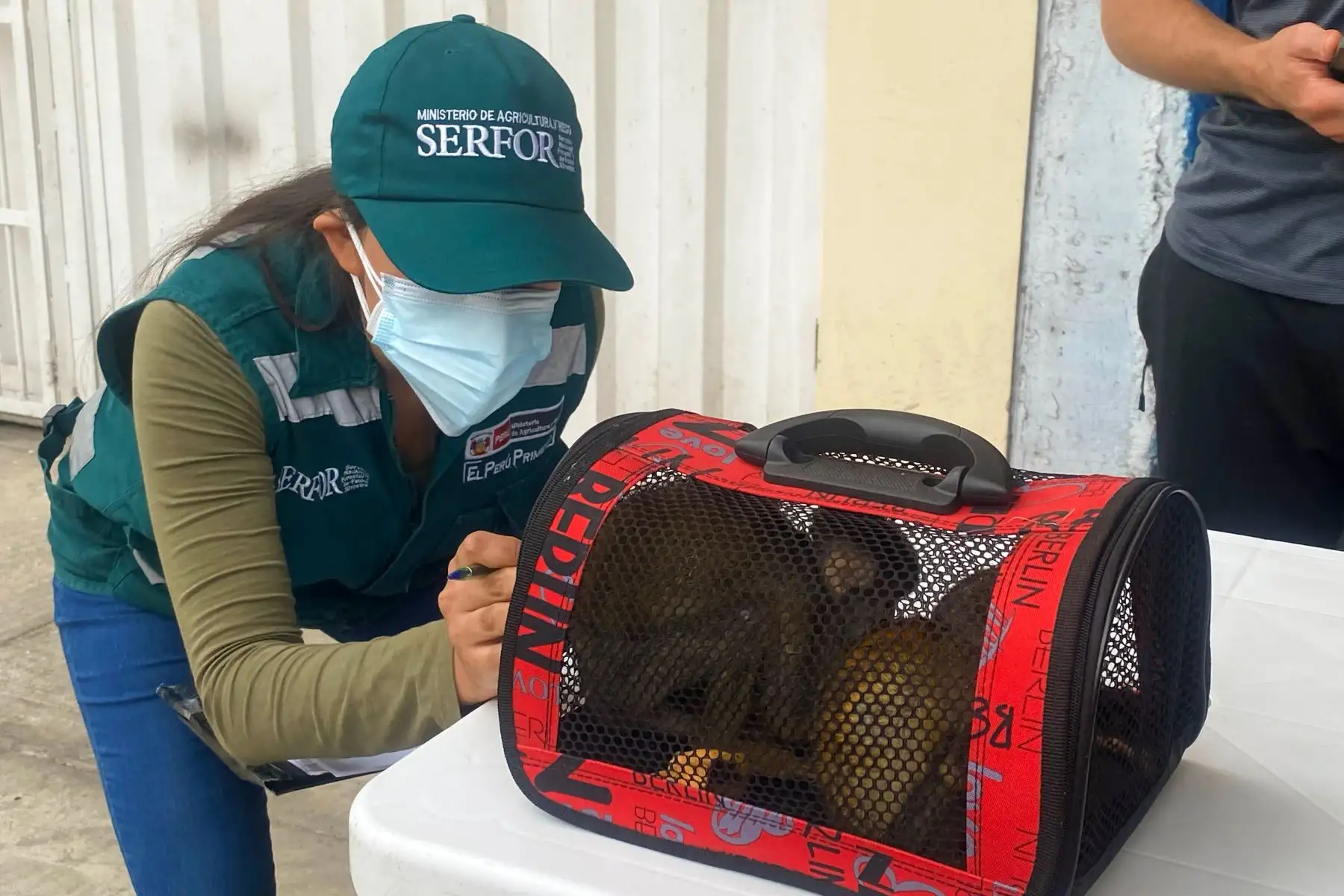 Durante esta semana, los ciudadanos del Callao, Ate, San Juan de Lurigancho, Carabayllo y San Martín de Porres se comunicaron con Alerta Serfor para reportar el hallazgo de animales silvestres en sus distritos. Foto: ANDINA/Serfor