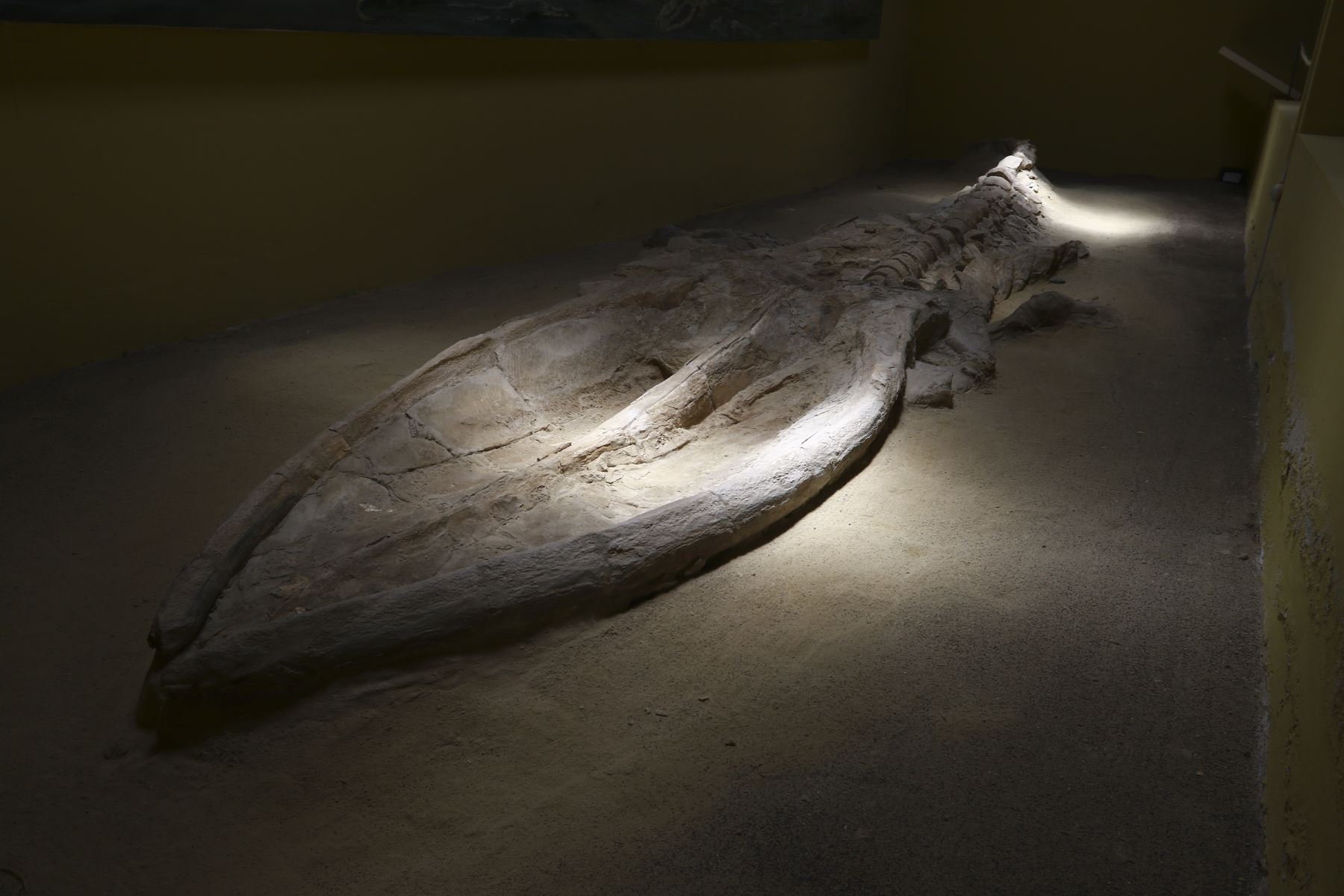A 546 kilómetros al sur de Lima, en el desierto del norte arequipeño, los visitantes podrán recorrer el yacimiento con esqueletos fósiles de ballenas y apreciar las exhibiciones del remozado Museo de Sitio Sacaco. Foto: Braian Reyna