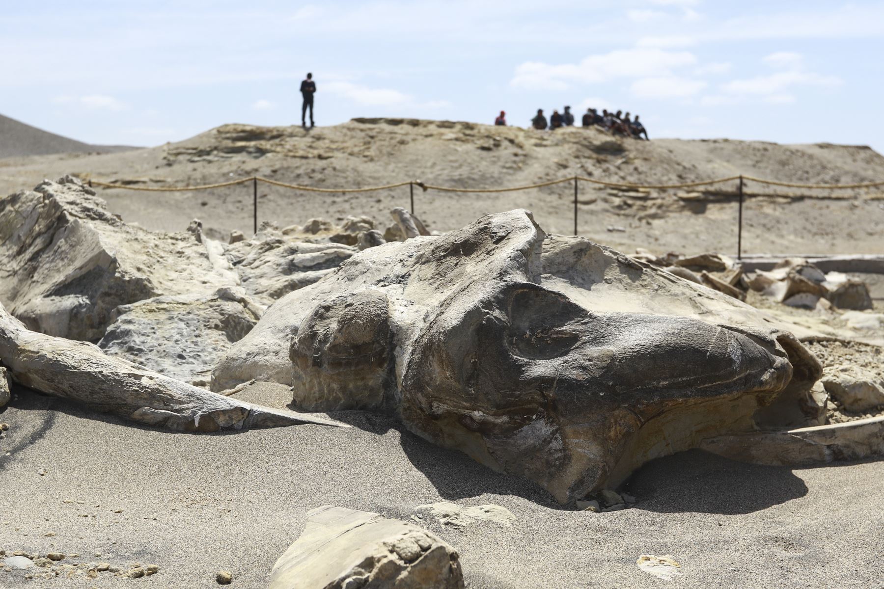 Luego de tres años de intenso trabajo, fue reinaugurado el Museo de Sitio Sacaco, en el distrito de Bella Unión, región Arequipa, que preserva y difunde la riqueza paleontológica del desierto. Foto: ANDINA/Braian Reyna