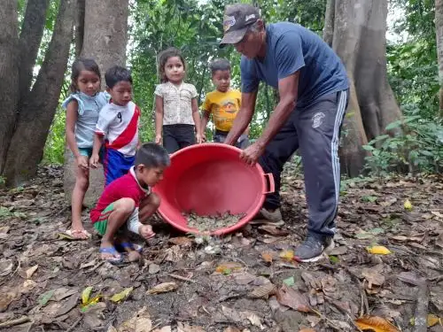 Las tortugas forman parte de una campaña de reanidación que -por primera vez- se realiza en esta comunidad indígena,  a través del Tambo del programa PAIS.