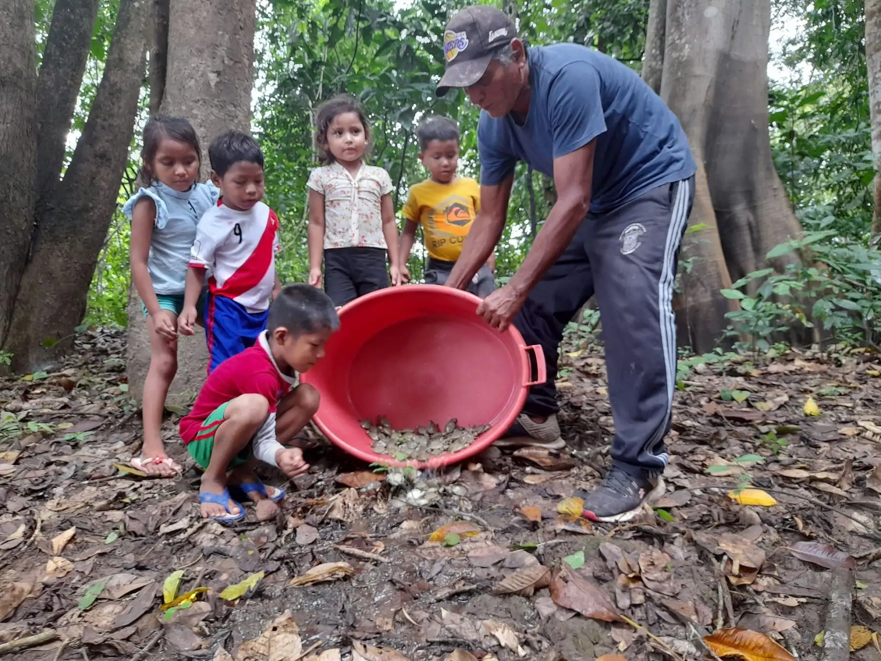 Las tortugas forman parte de una campaña de reanidación que -por primera vez- se realiza en esta comunidad indígena,  a través del Tambo del programa PAIS.