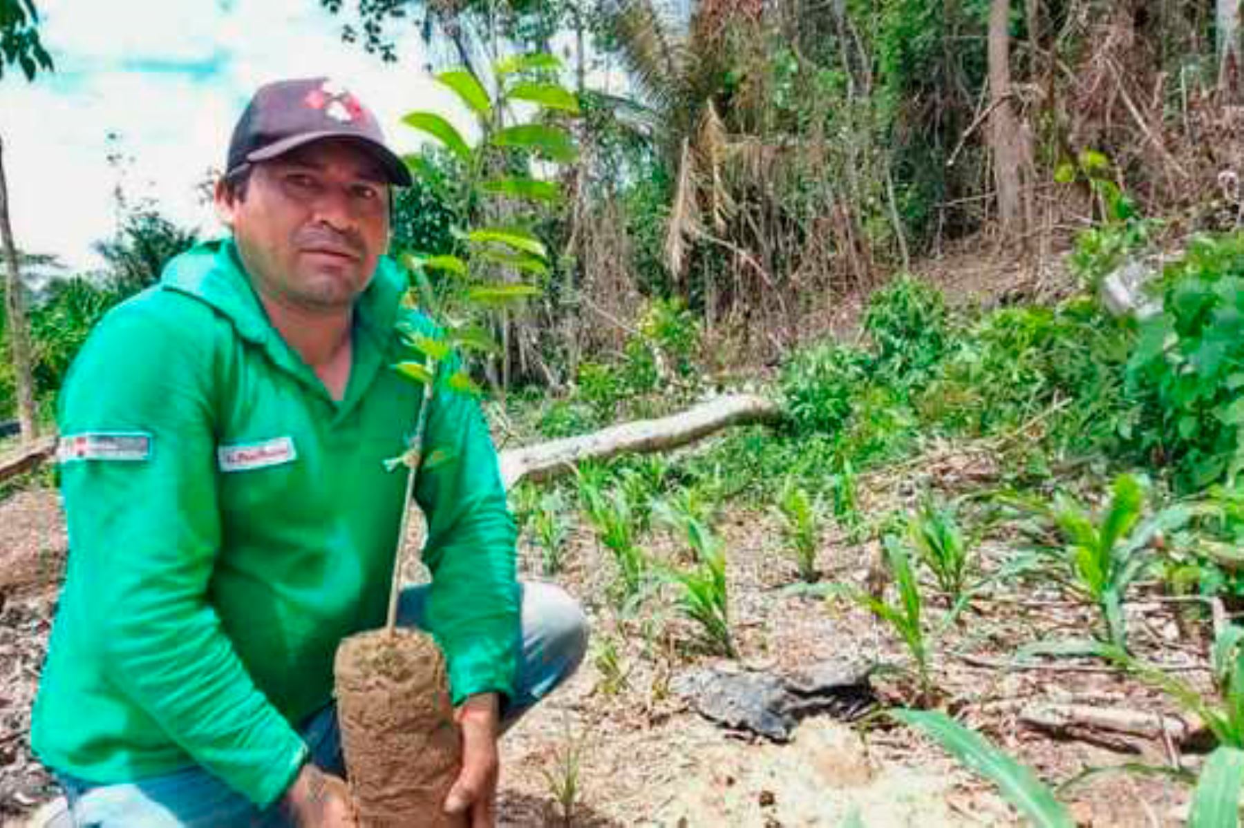 Devida prevé que para el 2023 se pueda producir 20,000 kilos de guanábana en tres localidades del distrito de Pangoa, en el Vraem. Foto: ANDINA/Devida
