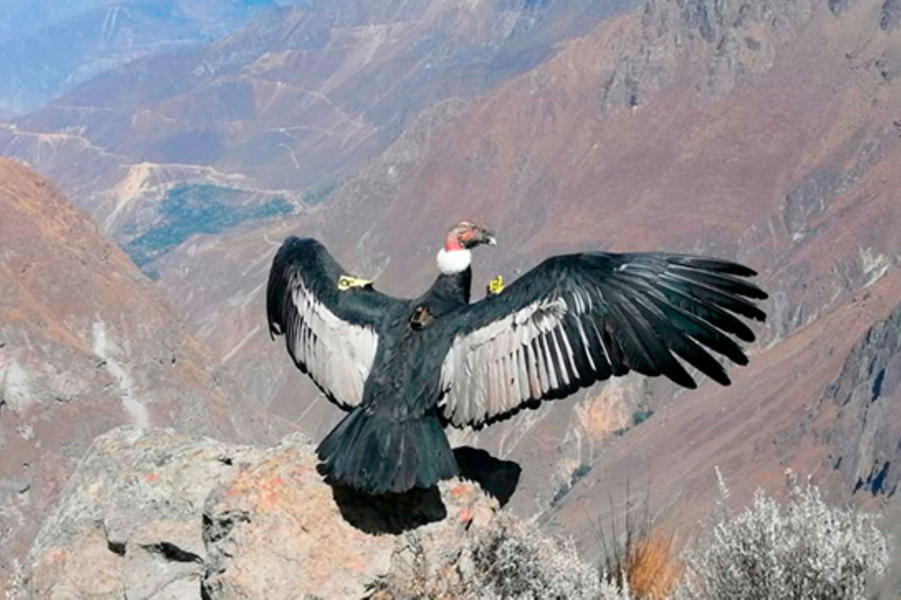 El cóndor andino es el ave voladora más grande del Perú y una de las más grandes del planeta. Foto: ANDINA/Serfor.