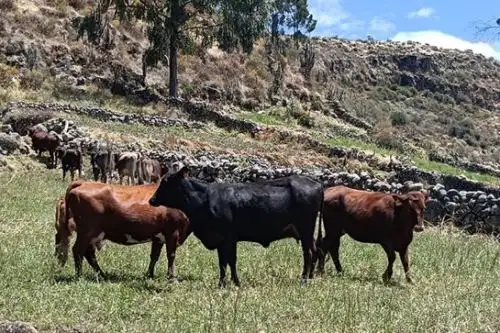 El programa busca generar nuevas crías con buena capacidad genética que permita mejorar la raza del ganado vacuno. Foto: ANDINA/INIA