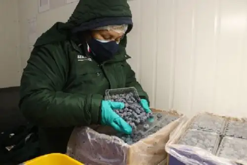 Para el Senasa esta cifra marca un hito para la fruticultura local, ya que Lambayeque se consolida como la segunda región productora de arándanos después de La Libertad en todo el Perú.