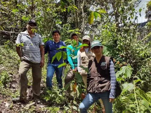 Especialistas del INIA instalan plantones del emblemático árbol de la quina de alta calidad genética en bosques de Jaén y San Ignacio, en Cajamarca.