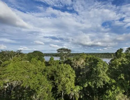 Conoce la importancia de los bosques y el manejo sostenible de sus recursos, son los temas de la segunda temporada del podcast Latidos del Bosque del Serfor. ANDINA/Difusión