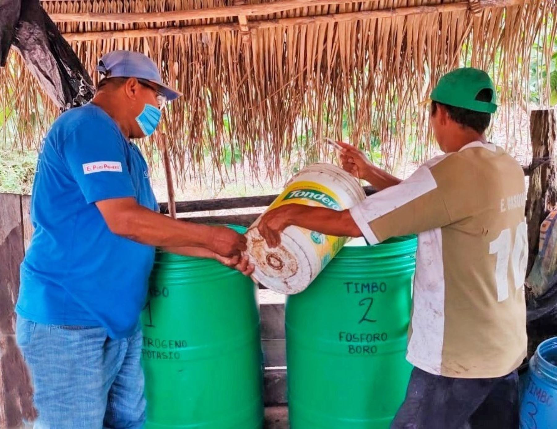 Comunidades indígenas de la región San Martín reciben 37,000 litros de biofertilizante orgánico para mejorar la producción de cacao, informó Devida. ANDINA/Difusión