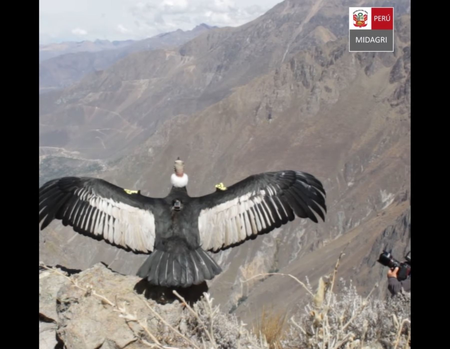 Así fue el emotivo momento en que el cóndor andino Sinchi vuelve a volar en el cielo del cañón del Colca, en Arequipa, luego de recuperar su estado de salud. Foto: ANDINA/difusión.