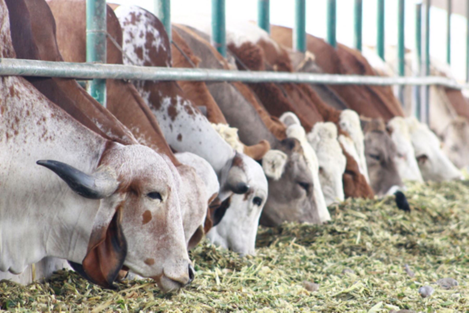 Con aplicación de biotecnología, INIA impulsa mejoramiento del ganado vacuno