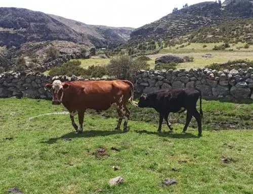 ANDINA/Difusión