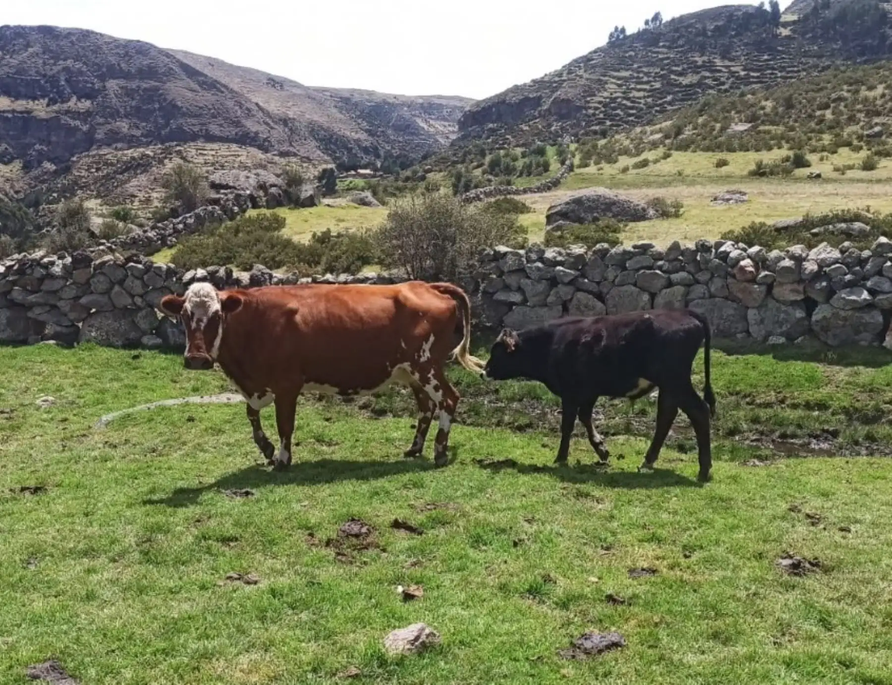 ANDINA/Difusión