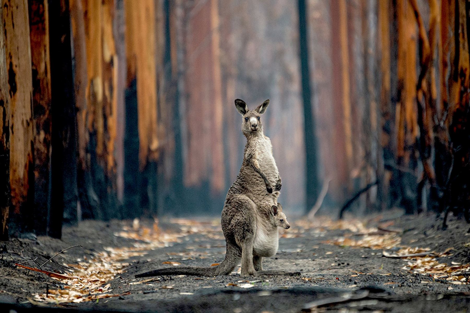 La fotógrafa Jo-Anne McArthur de Canadá viajó a Australia a principios de 2020 para documentar las historias de animales afectados por devastadores incendios forestales, como este canguro gris y su joey.Jo-Anne McArthur / Wildlife Photographer of the Year