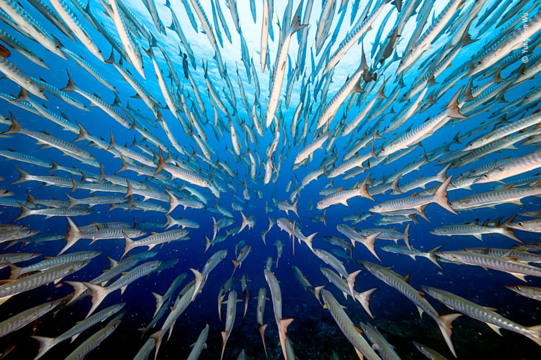 Yung Sen Wu de Taiwán logró esta imagen después de pasar cuatro días nadando con barracudas en Palau. Foto: Yung Sen Wu / Wildlife Photographer of the Year