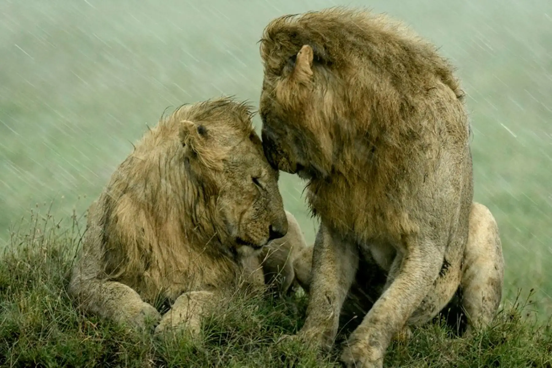 La fotógrafa estadounidense Ashleigh McCord capturó a un par de leones machos acariciándose durante las fuertes lluvias en Maasai Mara, Kenia. Foto: Ashleigh McCord / Wildlife Photographer of the Year