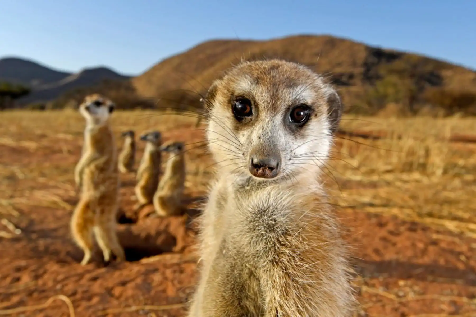 Una suricata en la reserva Tswalu Kalahari en Sudáfrica mira al fotógrafo sudafricano-alemán Thomas Peschak. Foto: Thomas Peschak / Wildlife Photographer of the Year