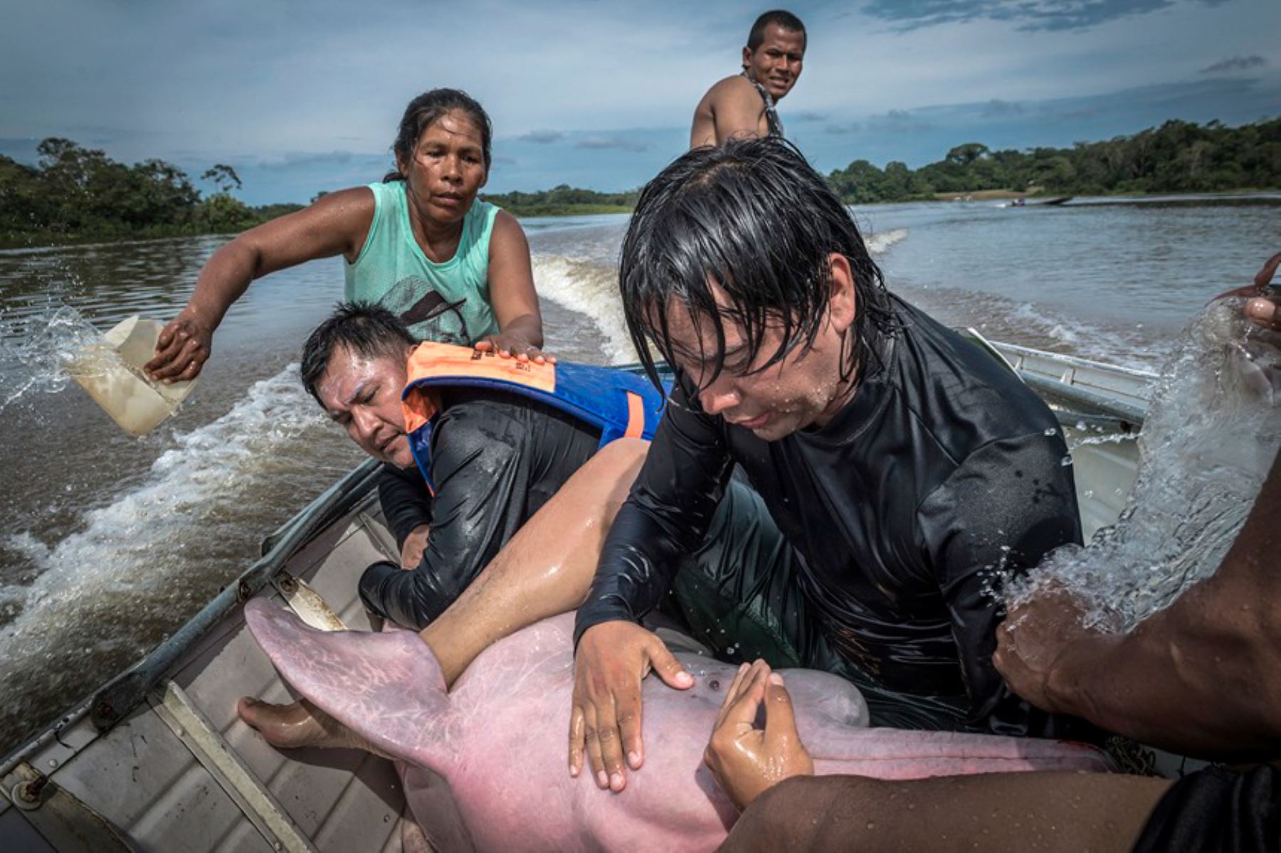 Un equipo de biólogos ayuda a un delfín del río Amazonas en Colombia.  Foto: Jaime Rojo / Wildlife Photographer of the Year