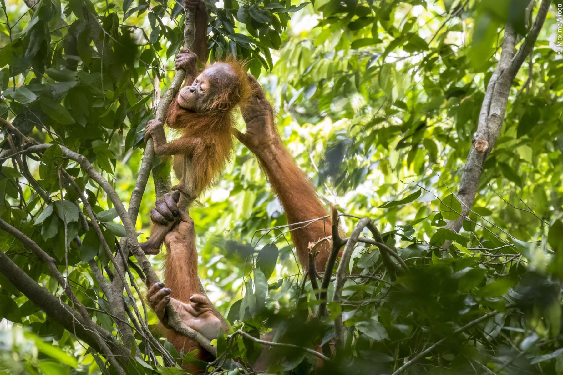El fotógrafo pasó más de una hora observando a esta madre en la Reserva Natural Pinus Jantho de Sumatra, Indonesia, tratando de cuidar a su bebé. Foto: Maxime Aliagas/ Wildlife Photographer of the Year