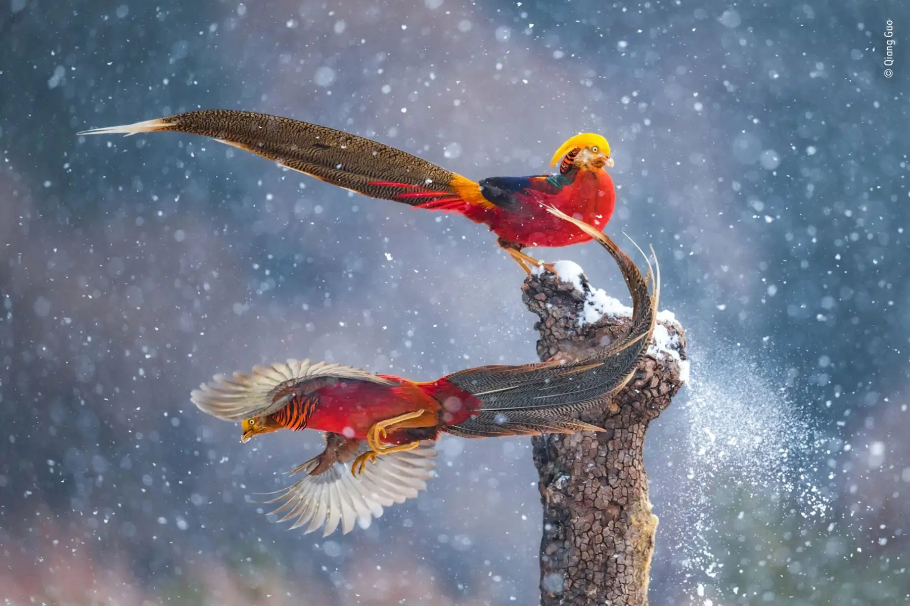 En la reserva natural de Lishan en la provincia de Shanxi, China, Qiang observó cómo dos faisanes dorados machos cambiaban continuamente de lugar en este tronco, sus movimientos eran similares a una danza silenciosa en la nieve. Foto: Qiang Guo/ Wildlife Photographer of the Year