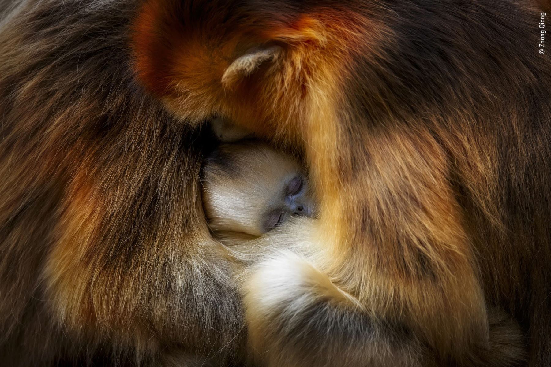 Los bosques templados de las montañas son el único hábitat de los monos en peligro de extinción. Esta imagen captura perfectamente ese momento de intimidad. El inconfundible rostro azul del joven mono se encontraba entre dos hembras, su llamativo pelaje dorado anaranjado salpicado de luz. Foto: Zhang Qiangs/ Wildlife Photographer of the Year