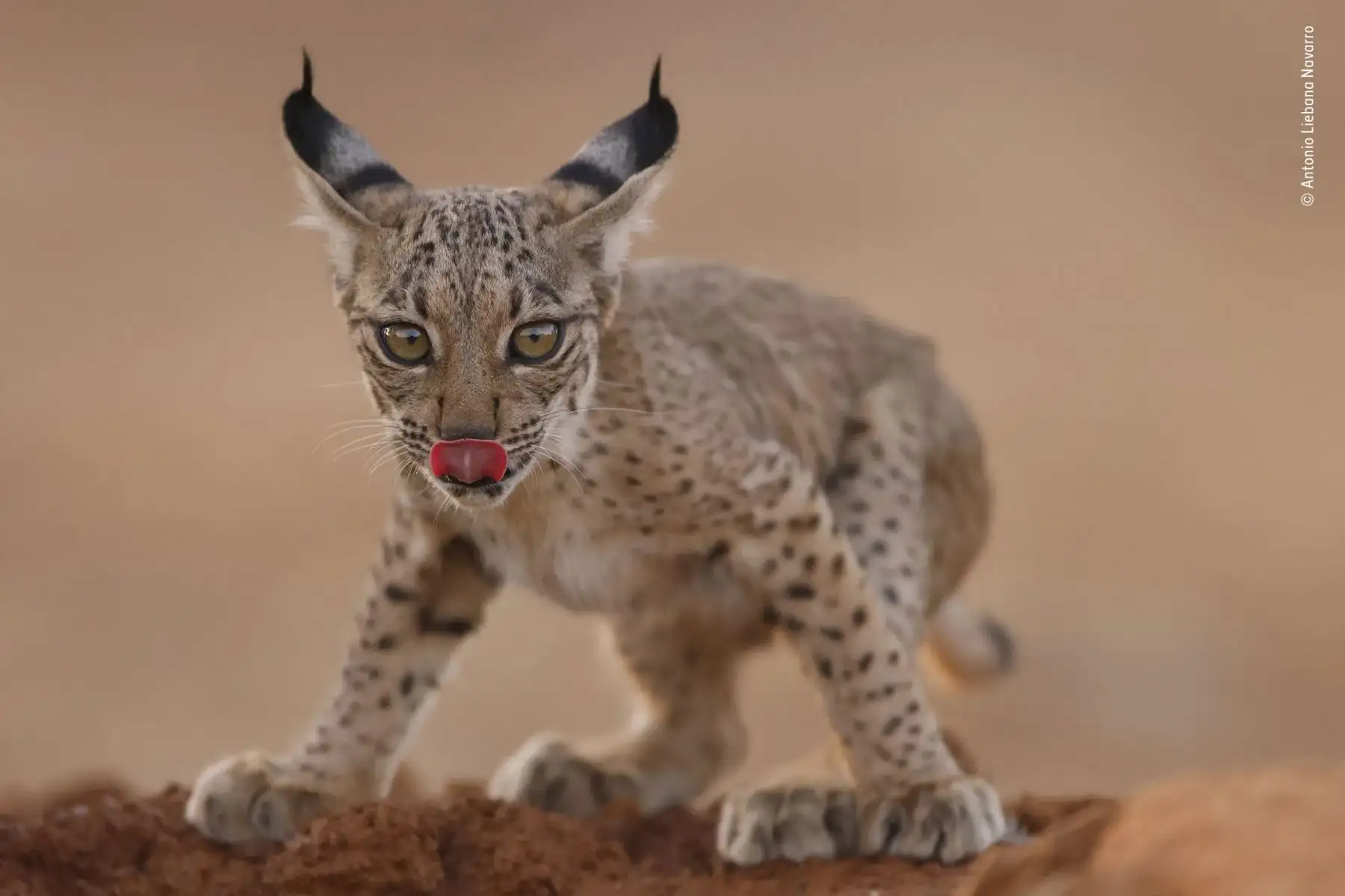 El lince ibérico es uno de los felinos más amenazados del mundo debido a la pérdida de hábitat, la disminución de las fuentes de alimento, los choques de automóviles y la caza ilegal. Foto:  Antonio Liebana Navarro / Wildlife Photographer of the Year