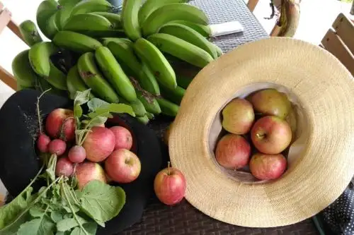 MikuyTec es una iniciativa desarrollada por alumnos de la UTEC que está enfocada en el desarrollo de un producto que permitirá conservar frutas y verduras por más tiempo gracias a sus propiedades antifúngicas y antioxidantes. Foto: ANDINA / Difusión.