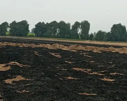 OEFA supervisa la quema de broza de caña por denuncia de emergencia ambiental en la provincia de Trujillo, región La Libertad.