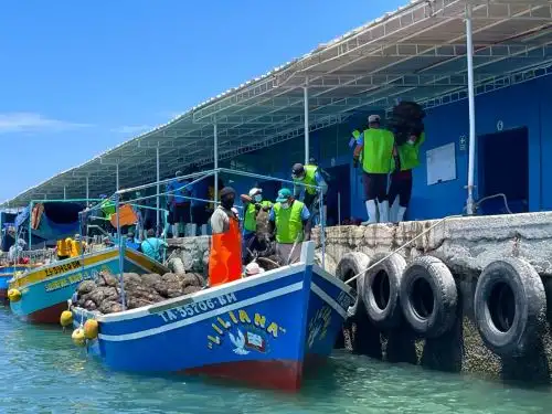 Piura: Potencian exportación de conchas de abanico de 150 asociaciones maricultoras