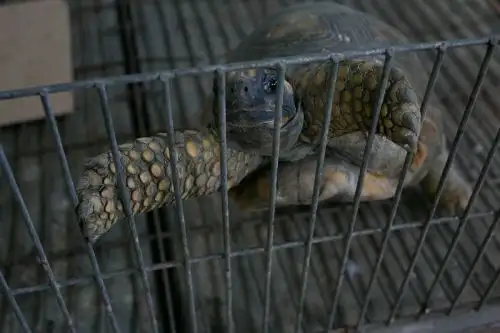 Serfor establecerá controles para combatir el tráfico de fauna silvestre en aeropuerto Teniente Alejandro Velasco Astete de Cusco. ANDINA/Difusión
