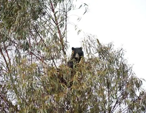 Ayacucho celebra por el rescate y liberación de ejemplar de oso andino en distrito Uchuraccay, provincia de Huanta. ANDINA/Difusión