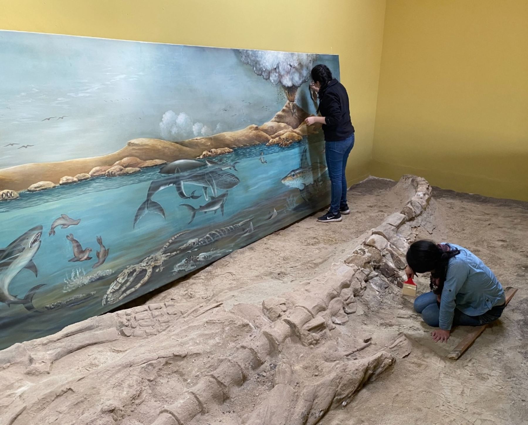 Concytec resalta el valioso aporte del renovado museo Sacaco, que resguarda el patrimonio paleontológico hallado en la zona, como nuevo atractivo turístico de la región Arequipa. ANDINA/Difusión