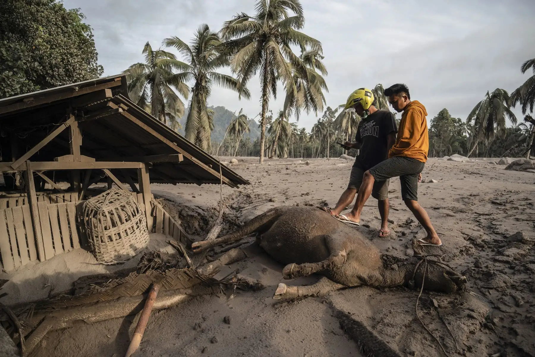 Los aldeanos observan al ganado muerto y casas cubiertas de ceniza volcánica en la aldea de Sumber Wuluh, en Lumajang, Indonesia. Foto: AFP