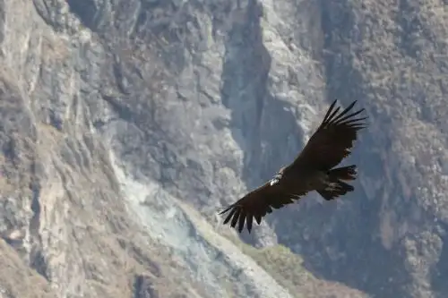 El cóndor andino es una especie nativa del Perú y el Colca es su hogar, lugar donde se deja apreciar por los viajeros. Foto: ANDINA/Archivo/Eddy Ramos