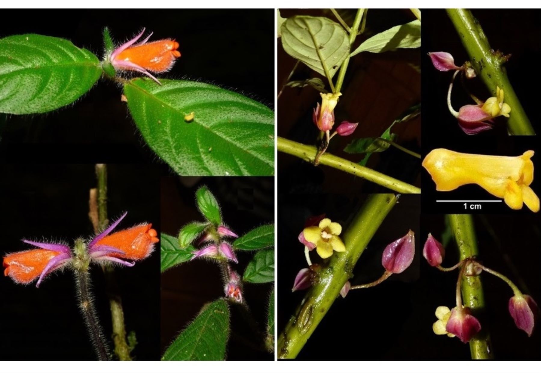 Importante hallazgo. Científicos identifican dos nuevas especies de plantas en el Parque Nacional Cordillera Azul.