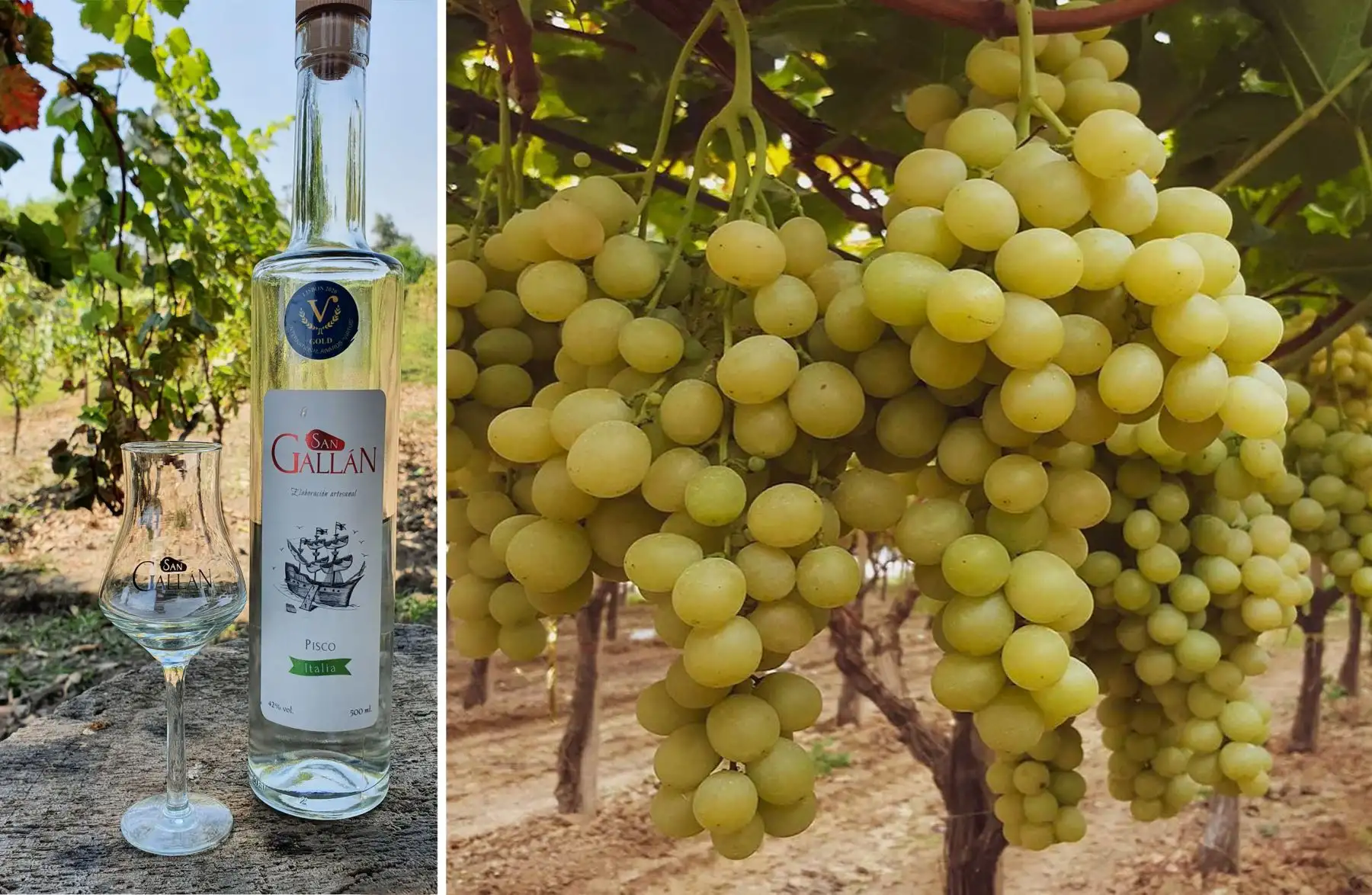 Orgullo nacional del Bicentenario: Pisco peruano gana certamen internaciona
