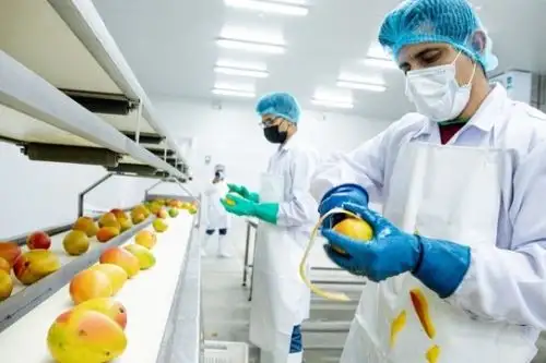 Planta procesadora de mango. Foto: Cortesía.