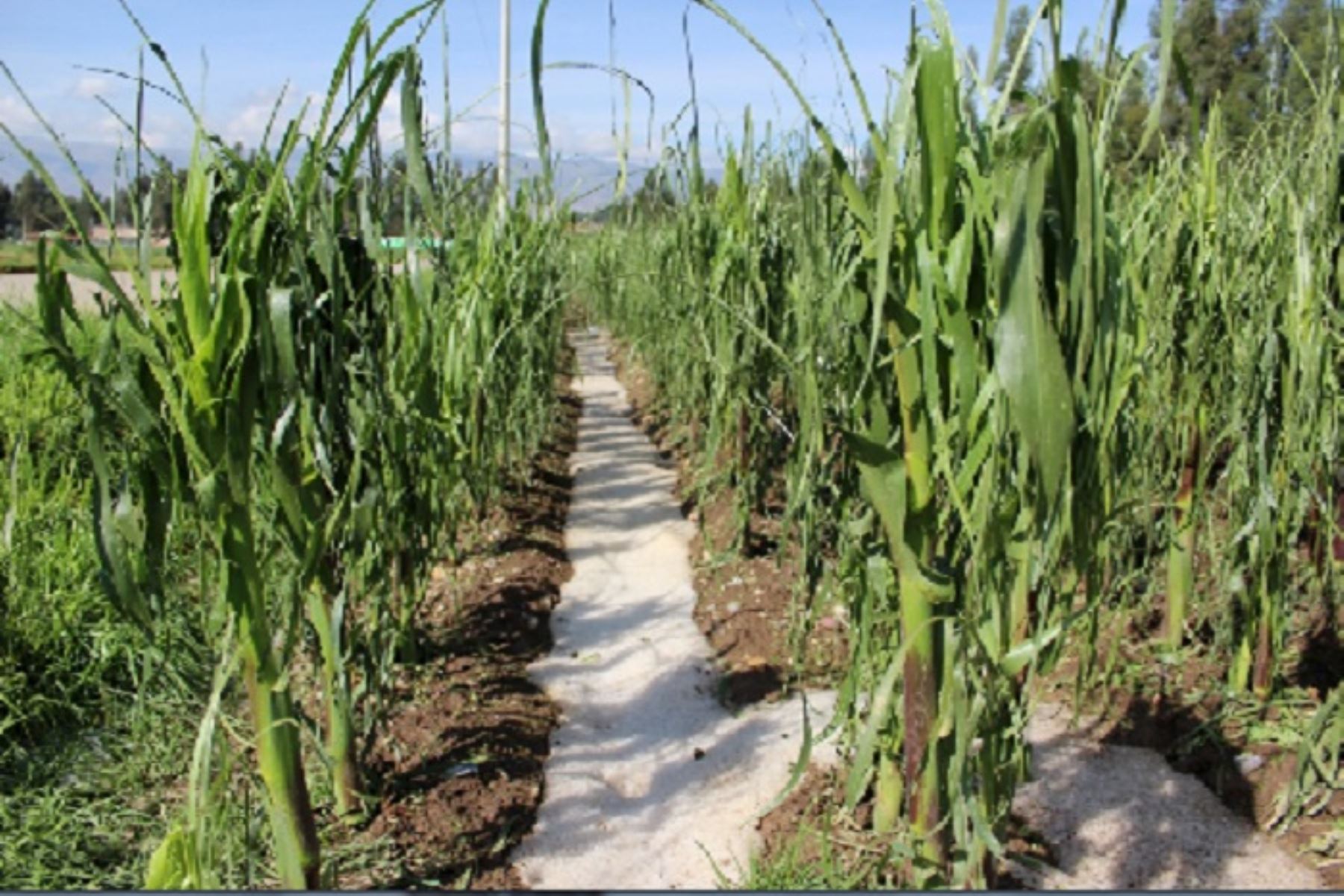 Los cultivos afectados son maíz, papa, alfalfa, olluco y habas, siendo el anexo de Hualahoyo el más perjudicado por la granizada, donde un promedio de 50 hectáreas de maíz y 20 hectáreas de papa se dañaron.