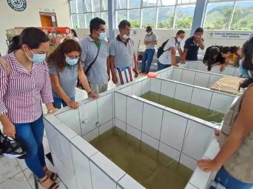 Crean el primer centro de reproducción de alevinos de peces amazónicos en distrito de Río Negro, provincia de Satipo, región Junín, para impulsar esta actividad en la Selva Central. ANDINA/Difusión