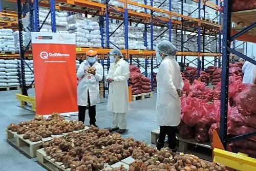 Las papas nativas fortalecerán las raciones de desayuno escolar que entrega Qali Warma en Cajamarca.