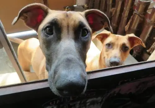 Albergue para perros Foto: Ary Doggies