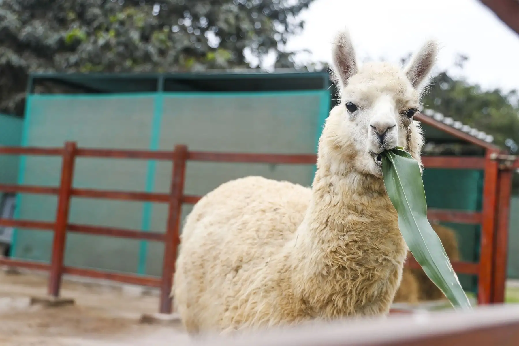 NS logra avances en el desarrollo de nanoanticuerpos para neutralizar la infección por covid-19 de una llama peruana, informó el biólogo molecular INS, Henri Bailón Calderón.
Foto: ANDINA/Renato Pajuelo